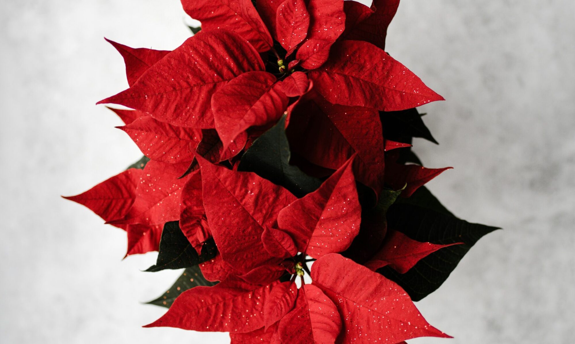 ポインセチア